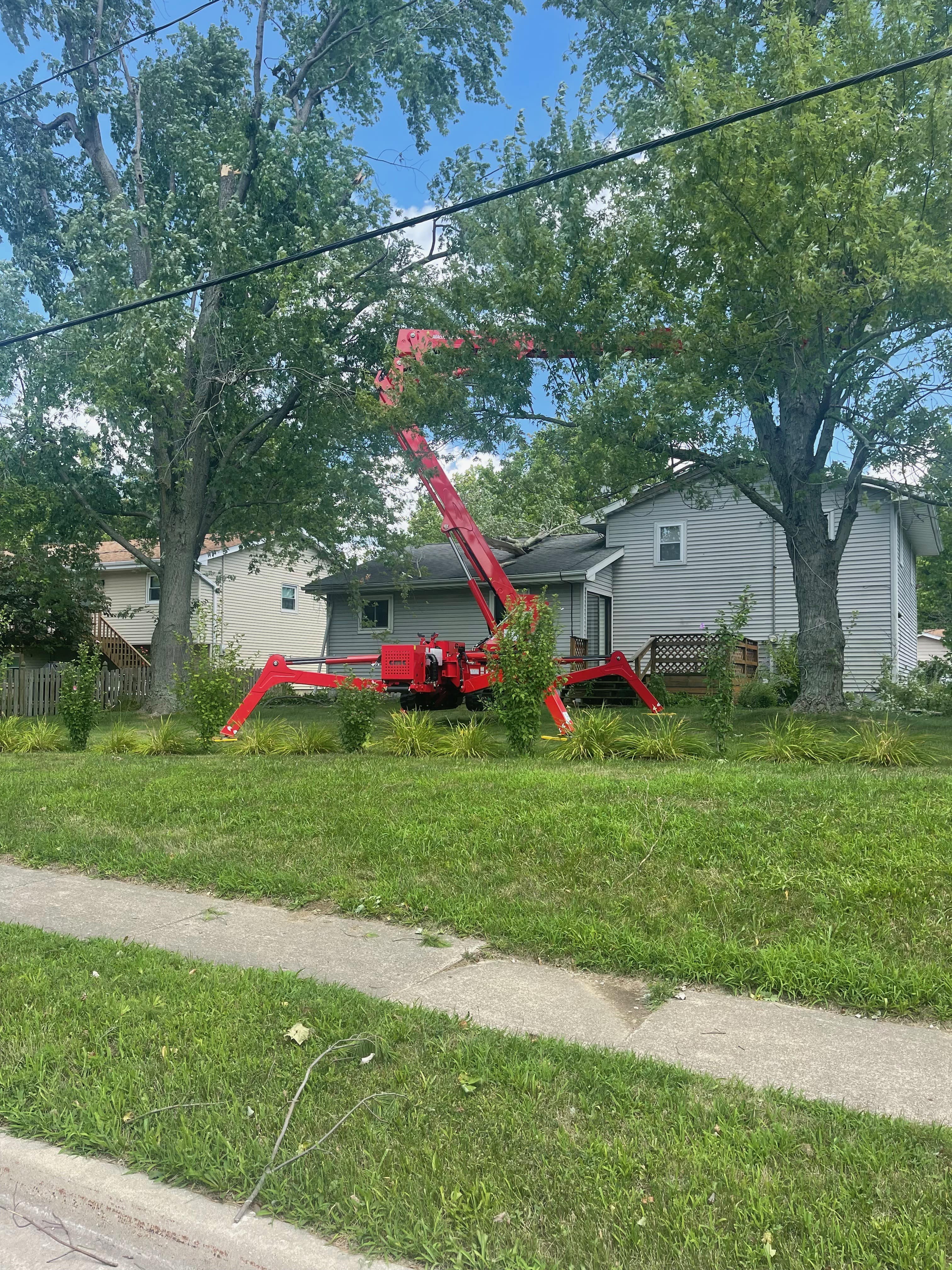 Tree Cutters on Work